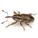 Nicentrus saccharinus - photo 5