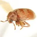 Nicobium castaneum - photo 2