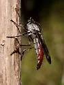 Nicocles abdominalis - photo 2