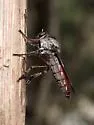Nicocles abdominalis - photo 3