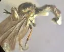 Nicocles bromleyi