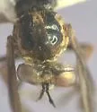 Nicocles bromleyi - photo 3