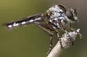 Nicocles canadensis