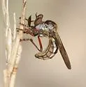 Nicocles engelhardti