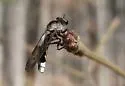 Nicocles pictus