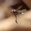 Nicocles pictus - photo 2