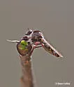 Nicocles pictus - photo 3