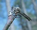 Nicocles pictus - photo 4