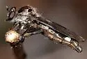 Nicocles pictus - photo 5
