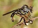 Nicocles politus