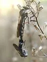 Nicocles politus - photo 2