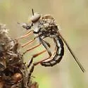 Nicocles politus - photo 3