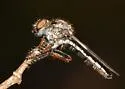 Nicocles politus - photo 4