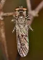 Nicocles politus - photo 5