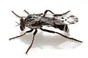 Nicocles utahensis - Nicocles utahensis