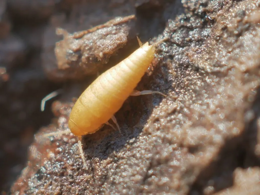 Subterranean silverfish - Nicoletiidae