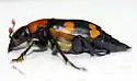 American Burying Beetle