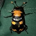 American Burying Beetle - photo 2