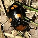 American Burying Beetle - photo 3
