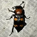 American Burying Beetle - photo 4