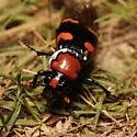 American Burying Beetle - photo 5