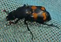 Nicrophorus carolina