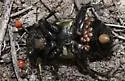 Nicrophorus carolina - photo 3