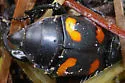 Nicrophorus carolina - photo 4