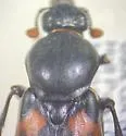 Nicrophorus carolina - photo 5