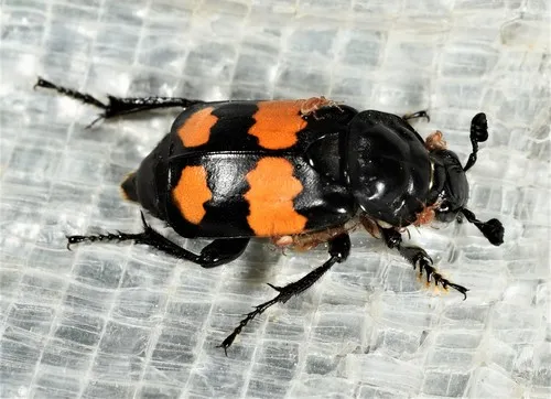 Nicrophorus defodiens