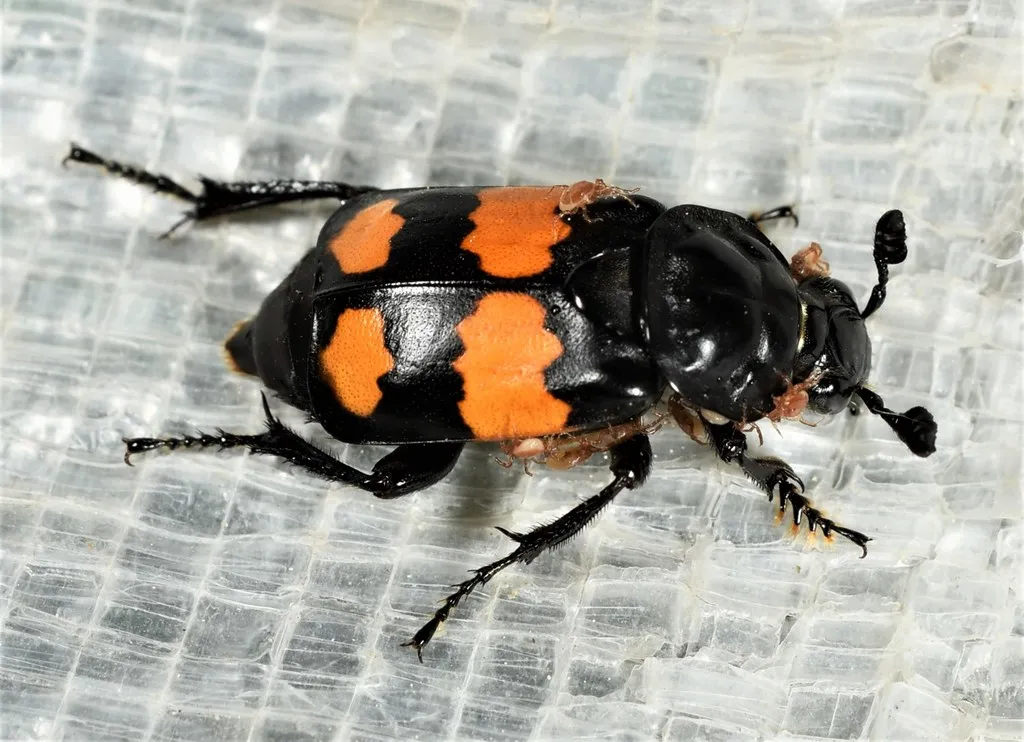 Nicrophorus defodiens - photo 2