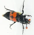 Yellow-bellied Burying Beetle - Nicrophorus guttula