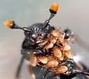 Yellow-bellied Burying Beetle - photo 2