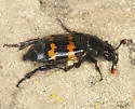 Yellow-bellied Burying Beetle - photo 3