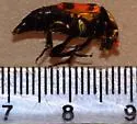 Yellow-bellied Burying Beetle - photo 4
