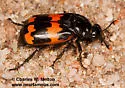 Yellow-bellied Burying Beetle - photo 5