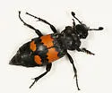 Nicrophorus hebes