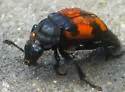 Nicrophorus hebes - photo 2