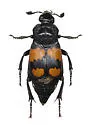 Nicrophorus hebes - photo 3