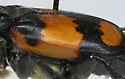 Nicrophorus hebes - photo 4