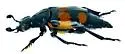 Nicrophorus hebes - photo 5