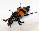 Nicrophorus hybridus