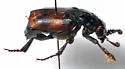 Nicrophorus hybridus - photo 2