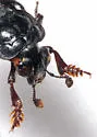 Nicrophorus hybridus - photo 3