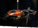 Nicrophorus hybridus - photo 4
