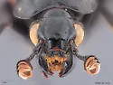 Nicrophorus hybridus - photo 5