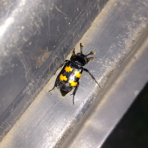 Nicrophorus interruptus