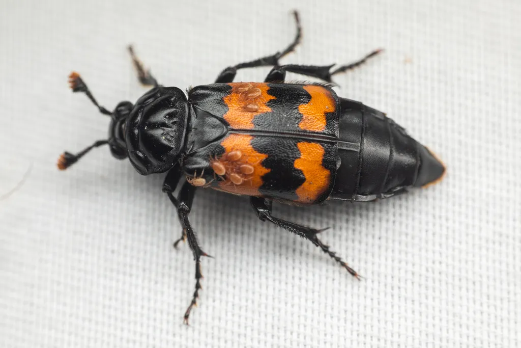 Nicrophorus investigator - photo 2