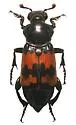 Margined Burying Beetle