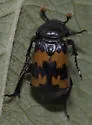 Margined Burying Beetle - photo 2